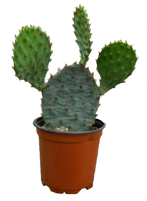 4_Inch_Perennial_Cactus.cpt-white.png