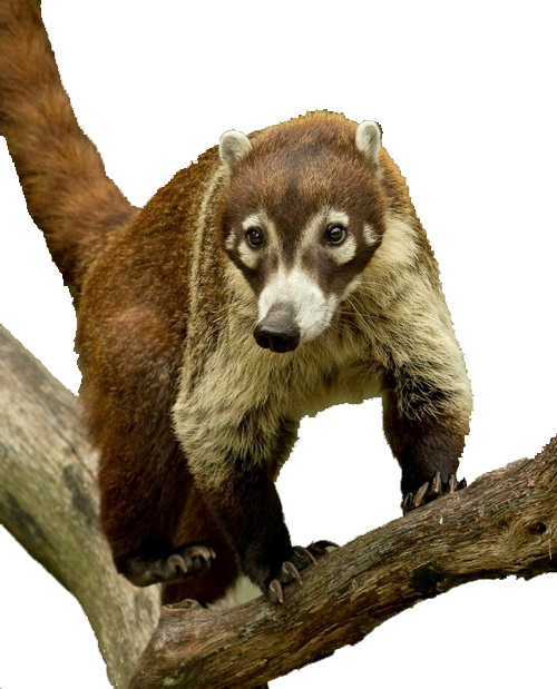 Copy_of_COATI_-on_branch.png