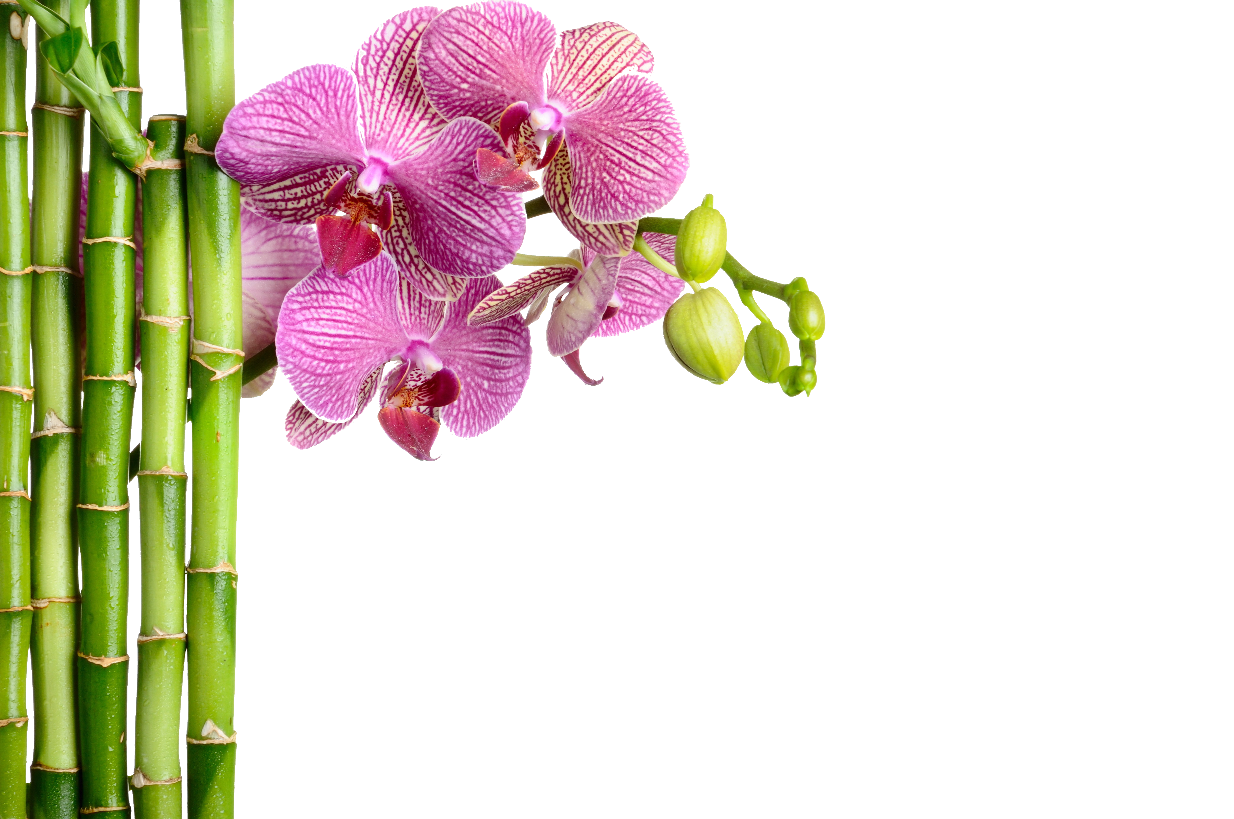Copy_of_ORCHID_shutterstock_62223094%5B1%5DPNG.png