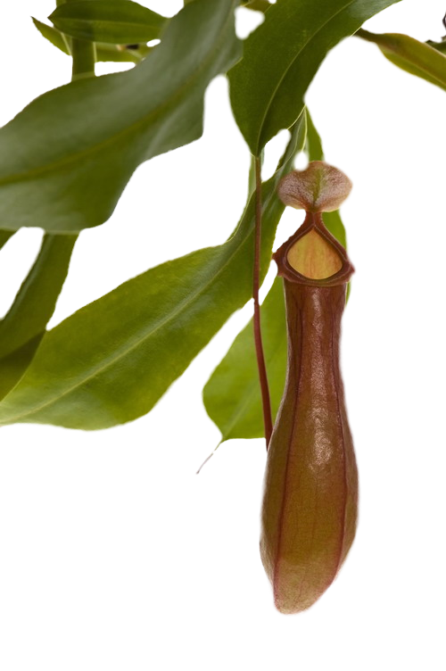 PITCHER_PLANT_%5B1%5D.jpg500.png